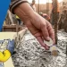 Poner monedas en los cimientos: el significado de una tradición que sigue presente en obra
